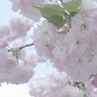 泸定FurryQQ群介绍